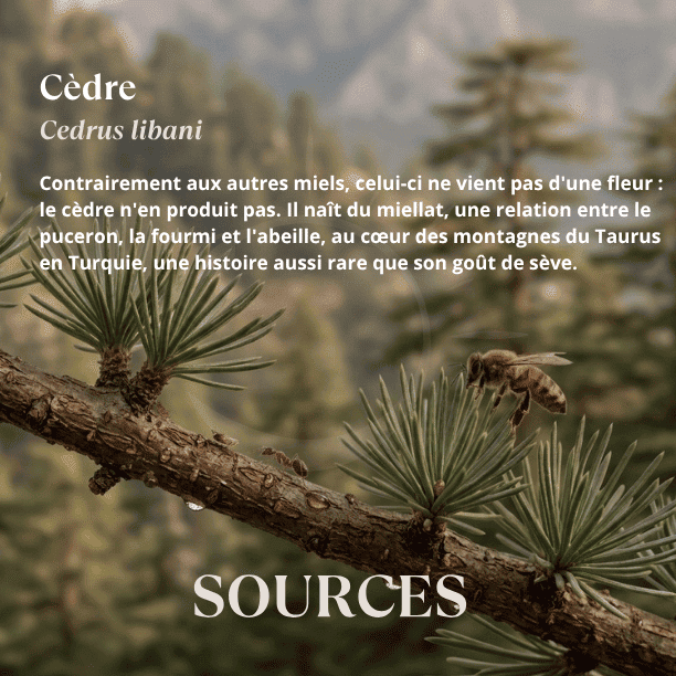 origine_florale_miel_cedre_turquie_miellat