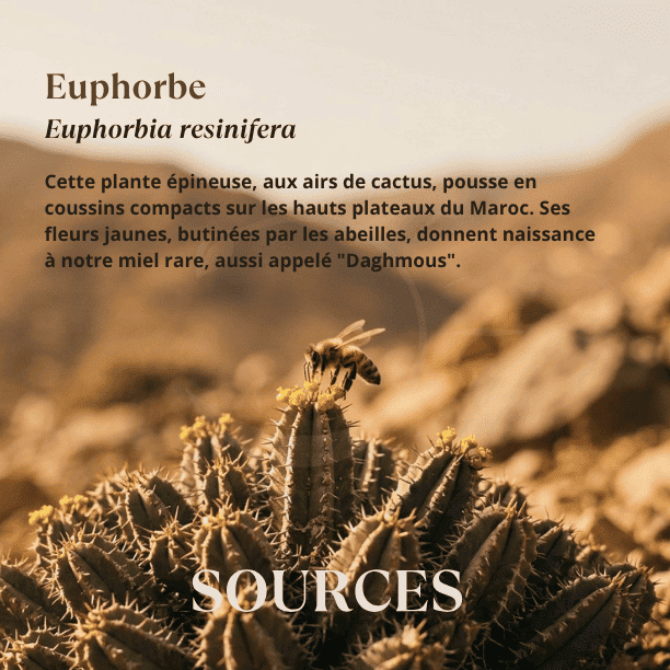 origine_florale_miel_daghmous_euphorbe_maroc