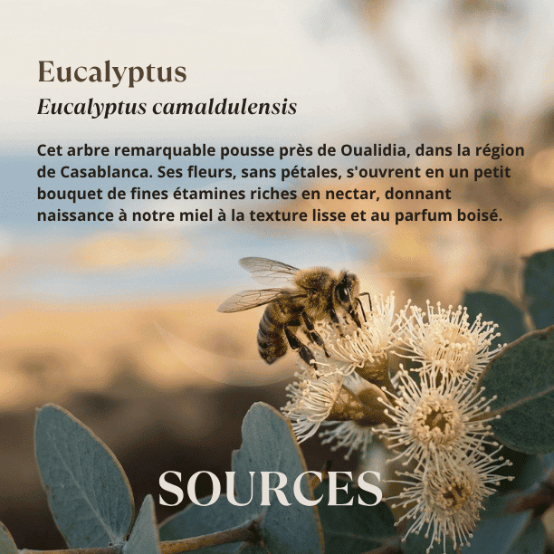 origine_florale_miel_eucalyptus_maroc