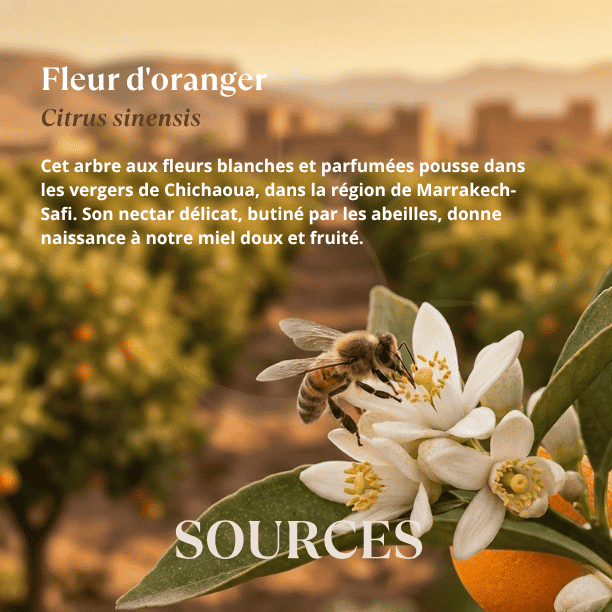 origine_florale_miel_fleur_oranger_maroc
