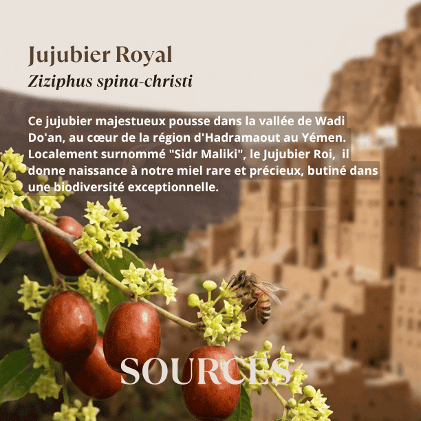origine_florale_miel_jujubier_royal_yemen_sidr_maliki