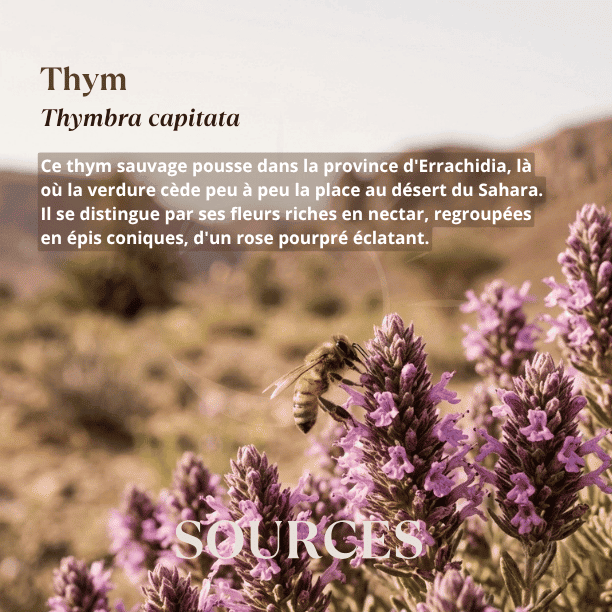 origine_florale_miel_thym_maroc