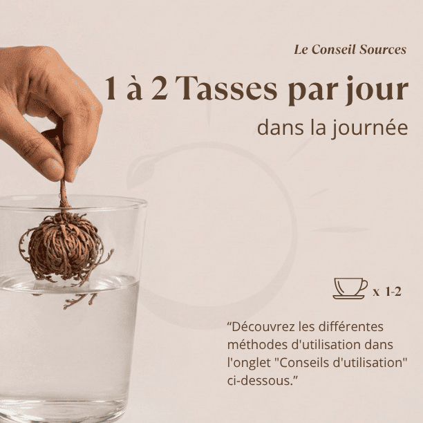 posologie_rose_jericho_chajarat_maryam_sources